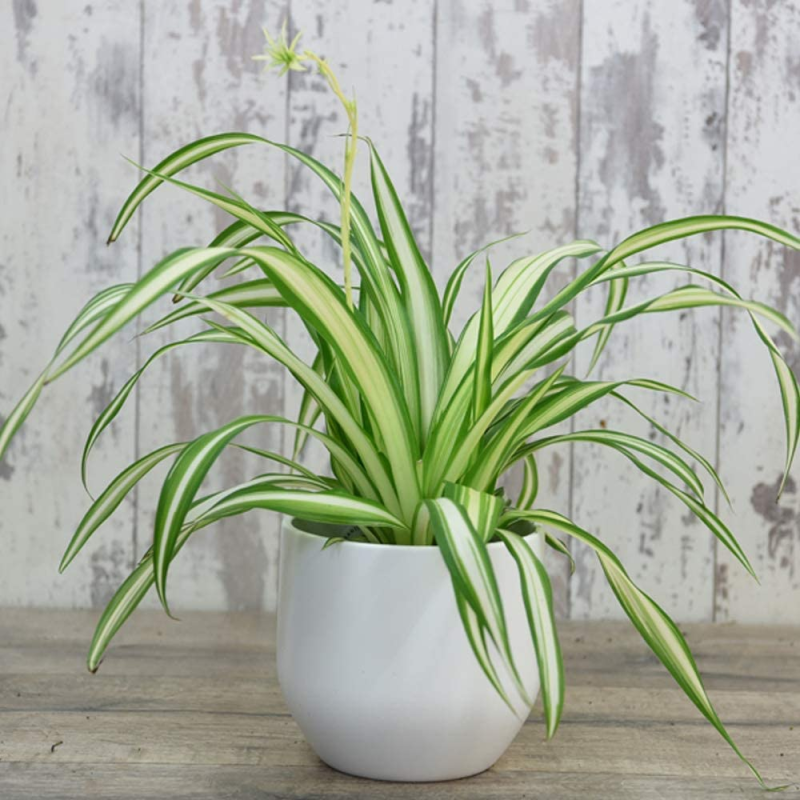 무늬접란(Chlorophytum comosum)의 특징, 키우는 방법, 실내조경, 건강에 미치는 영향에 대하여
