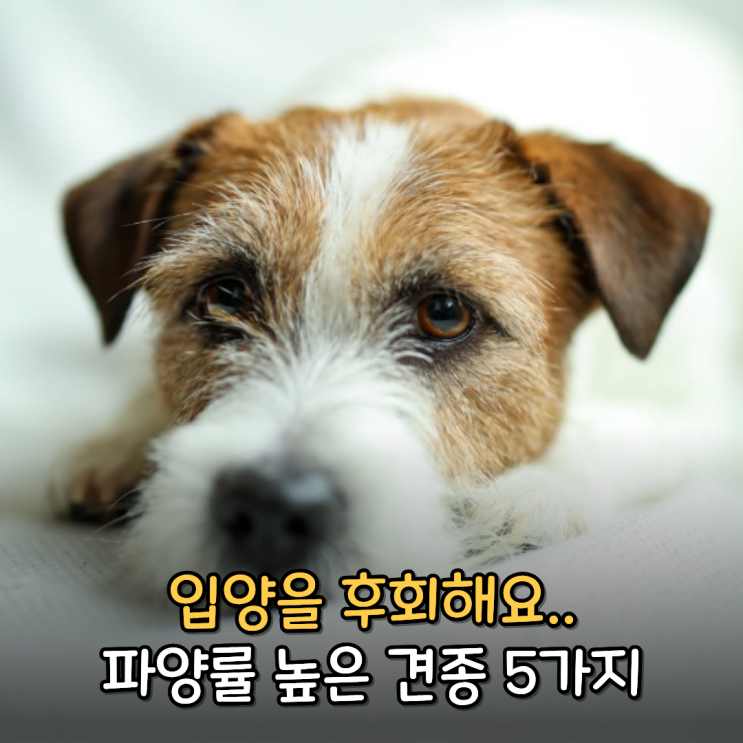  파양률 높은 강아지 종류 TOP5