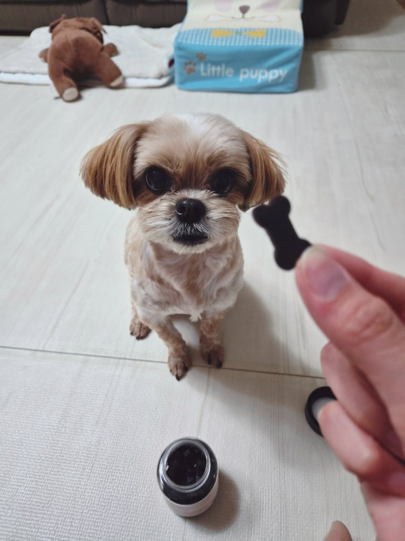 디어랩스 강아지영양제 추천 - 13살 말티츄가 먹어본 울애기쌩쌩 반려동물 종합영양제