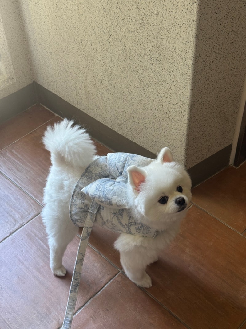 조니독스 반려견 트레이닝센터