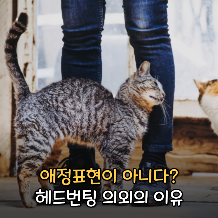  고양이 헤드번팅 애교 아닌 스트레스일 수 있다?