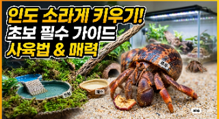  인도소라게 키우기 (먹이, 해수염, 바닥재, 쉘 정보)