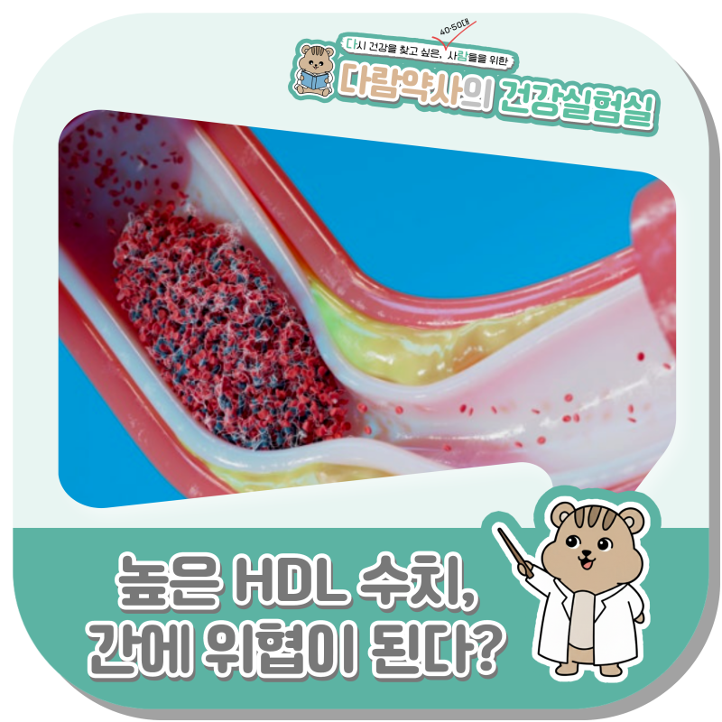 HDL 콜레스테롤 수치, 너무 높으면 간이 위험해질 수 있을까?