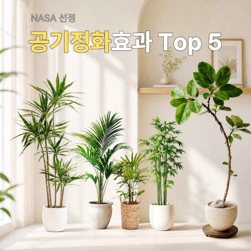 식물 선택 고민이라면? NASA 공기정화 식물 TOP 5