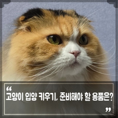 새끼 고양이 입양 전 꼭 알아야 할 아기 고양이 키우기, 준비해야 할 고양이용품은?