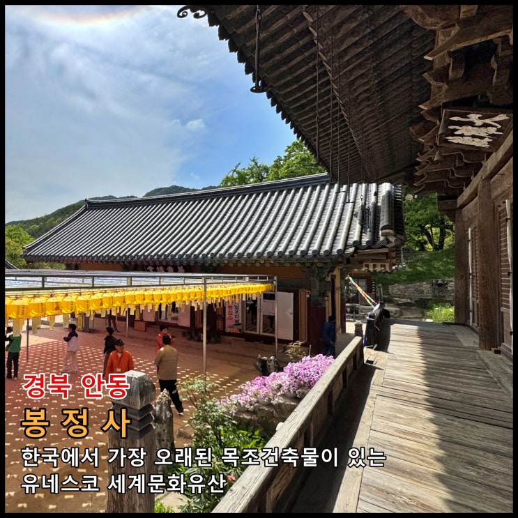  [안동] ️ 한국에서 가장 오래된 목조건축물이 있는 유네스코 세계문화유산 '봉정사'