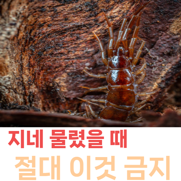 지네 물렸을때 절대 하면 안 되는 행동과 즉시 응급처치법 '증상·병원 기준 총정리'