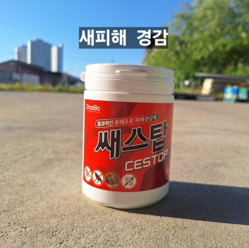 까치, 비둘기 퇴치 고민 끝 천연광물성 조류기피제 쌔스탑 사용법 및 효과 정리