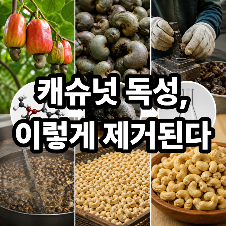  캐슈넛 생산 과정  독성 제거 원리까지 한 번에 이해하기