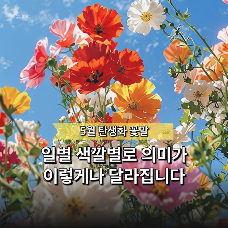  "장미만 알고 있었죠?" 5월 탄생화, 일별로 색깔별로 꽃말까지 완전히 다릅니다