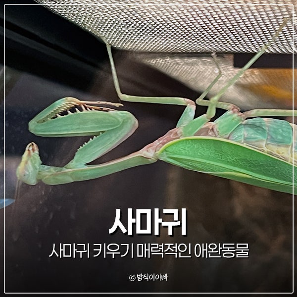 곤충채집 쉬운 절지동물 사마귀 키우기 매력적인 애완동물