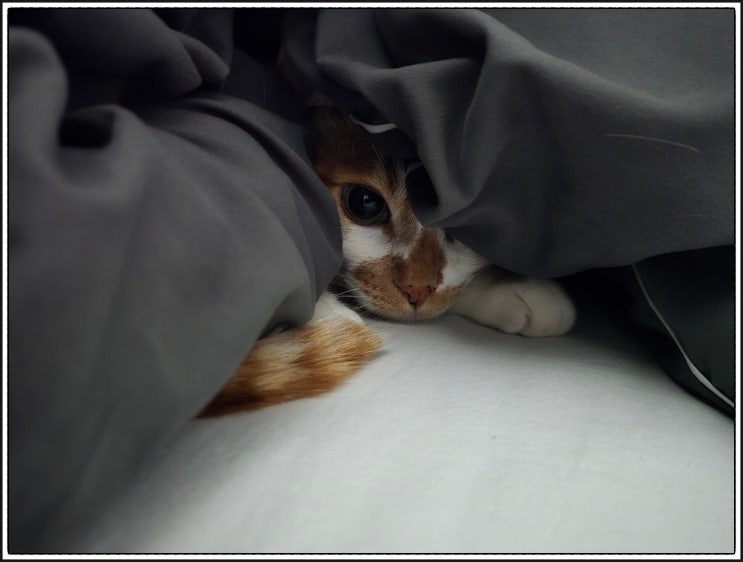  집사 다리 사이에서 자는 고양이, 감시 행동?