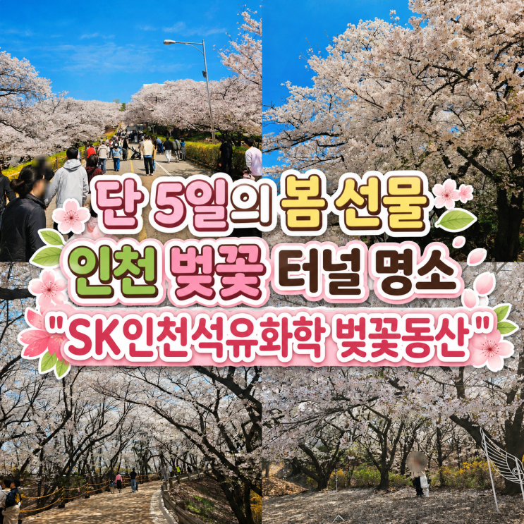  인천 5일만 만나는 벚꽃 세상 'SK인천석유화학 벚꽃동산'