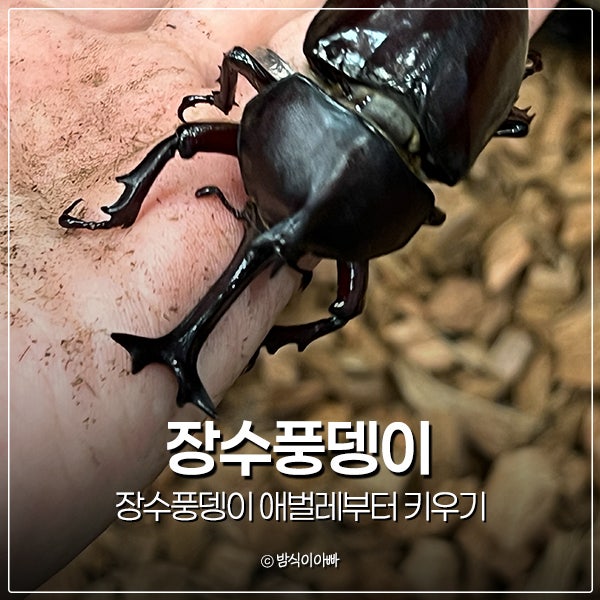 장수풍뎅이 애벌레부터 키우기, 유충 번데기 성충 먹이 수명 톱밥 관리