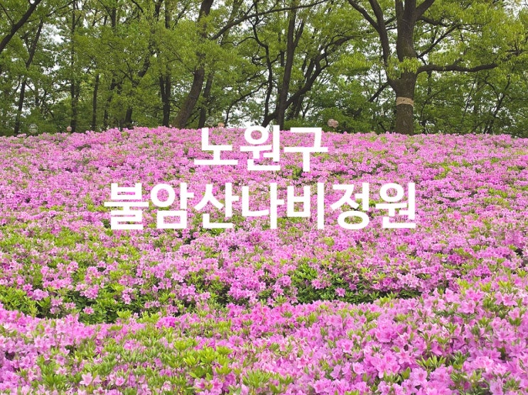  노원구 아이와 함께 가볼만한곳 불암산나비정원 철쭉