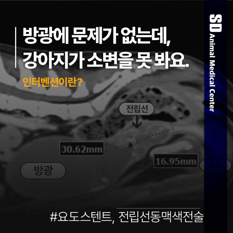 SD동물의료센터 서울점 서울특별시 중구 왕십리로 407 신당파인힐하나유보라 상가 2F 이 블로그의 체크인
