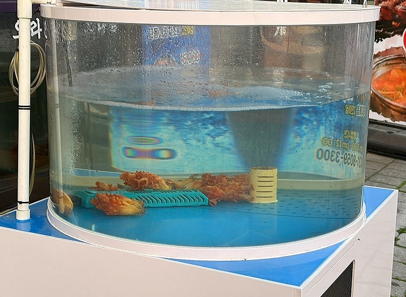 오라방 사진 2