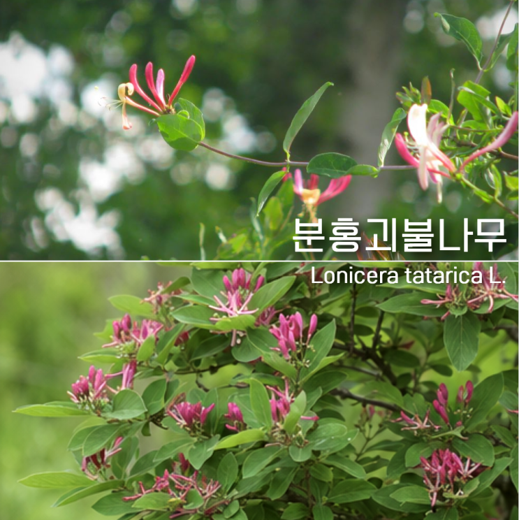  분홍괴불나무 꽃말 월동 총정리!