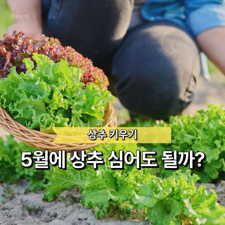  "이 시기 놓치면 늦어요" 5월 상추 심는 시기, 타이밍이 중요한 이유는?