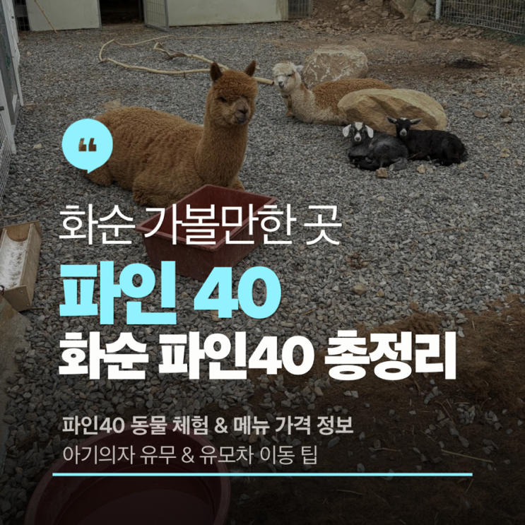  [내돈내산] 광주 근교 화순 파인 40 방문 후기 아이랑 물놀이 & 동물 먹이주기 체험까지 가능한 곳