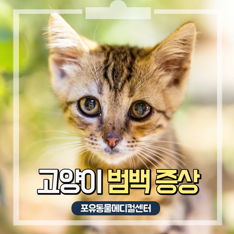 아기 고양이 범백 증상, 치사율 높은 바이러스성 장염 알아두세요!