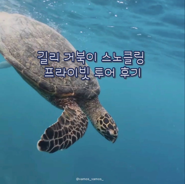  길리 트라왕안 스노클링 투어 추천 | 주안(Juan) 가이드 프라이빗 4시간 후기 (1인 2.5만원, 영상 맛집)