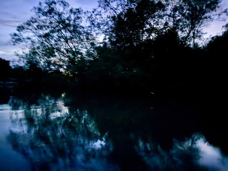 Kota Kinabalu mangrove cruise & firefly tour, solo-friendly