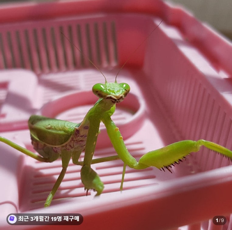 하이밀 사마귀키우기 풀세트 후기, 아이 곤충관찰용으로 생각보다 괜찮았던 이유