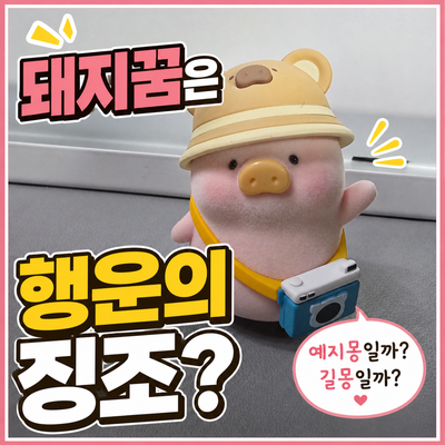 돼지꿈은 행운의 징조? 돼지가 꿈에 나온꿈 상황별 모습별 해몽