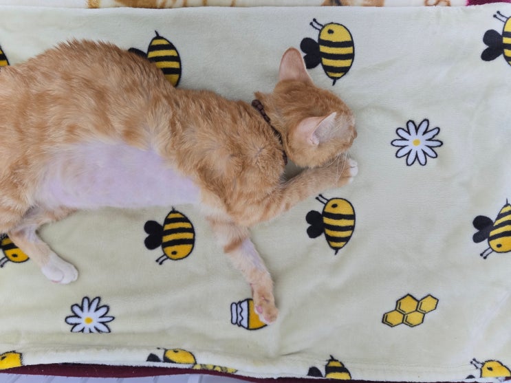  FIP 치료 중 모카, 넓어진 공간에서 생활 시작