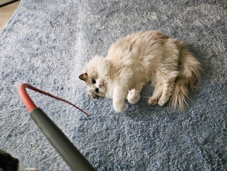  고양이 털날림 심한 집, 공기청정기 필요할까?｜털·비듬·화장실 냄새 관리 기준
