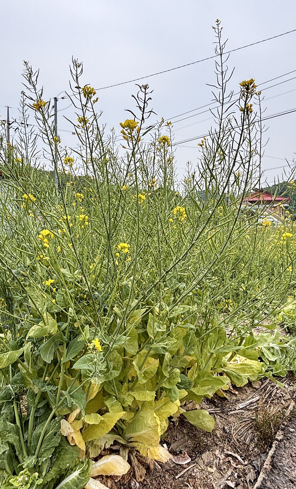 부경식당 사진 2