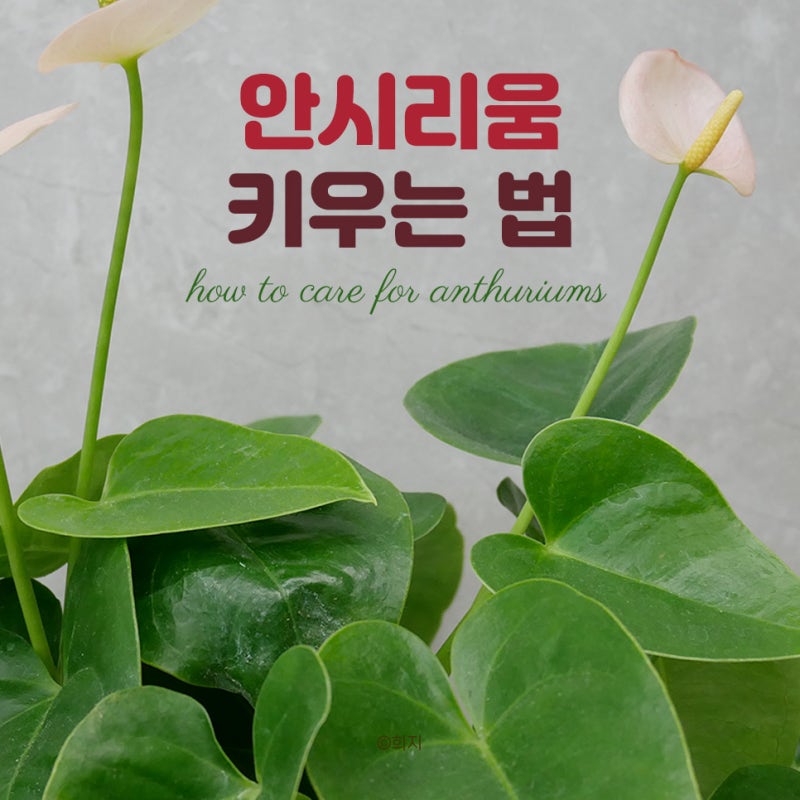 식물 초보의 안시리움 키우는 법