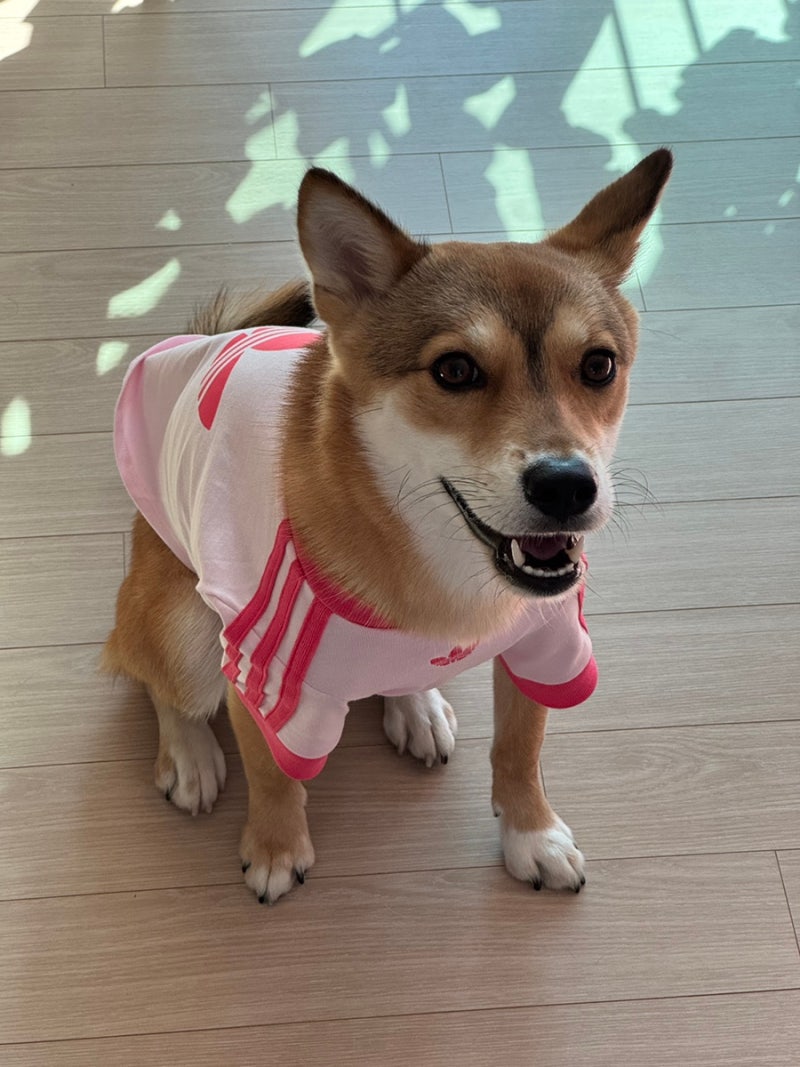 호떡이 패션쇼 | 아디다스 펫 컬렉션 10kg 강아지 사이즈 추천, 아디다스 오리지널스 캘리 티....