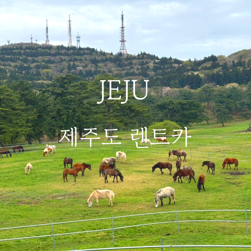 제주도렌트카 추천 자차 더세이프렌터카 할인코드