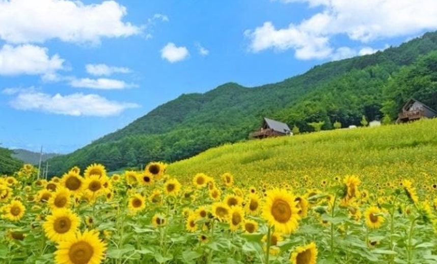매화골산촌펜션 사진 1