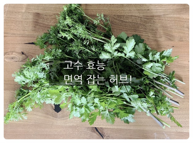 향은 어려워도 영양이 우수한 고수 효능 4가지, 꼭 챙겨야 하는 이유