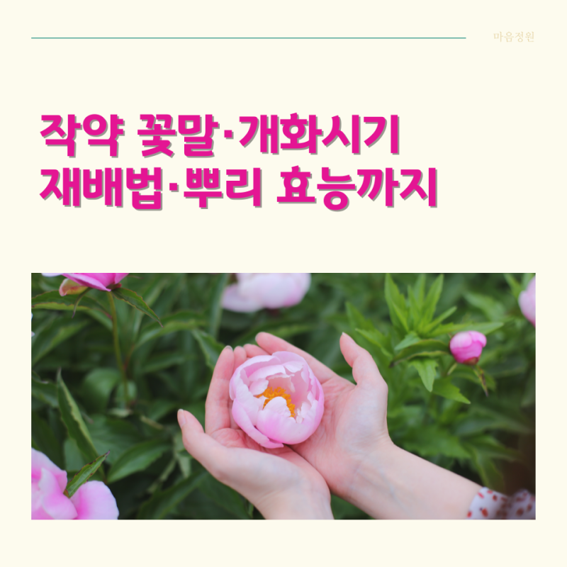 작약꽃과 꽃말, 개화시기, 모종 키우기, 작약뿌리 효능