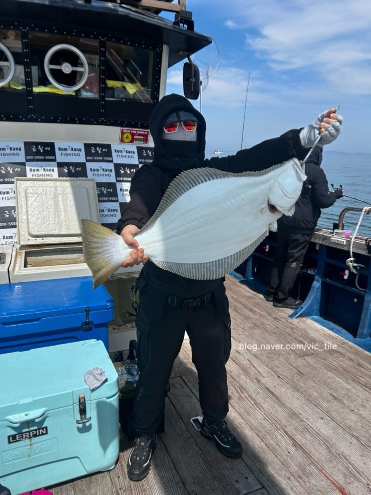  영흥도 금강7호, 첫 광어 다운 샷에 77cm 대광 어를 만났다