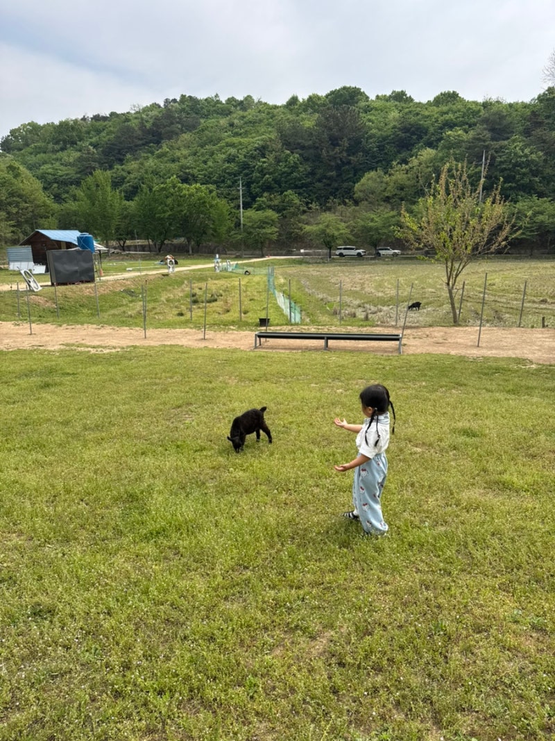 나만 알고 싶은 곳 “함안 양떼목장” 함안 아이랑 가볼만한 곳