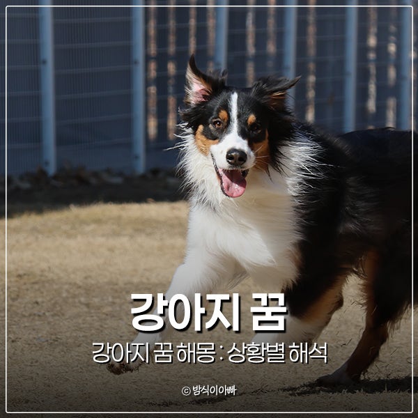 강아지 꿈 해몽 : 새끼강아지, 강아지키우는꿈, 강아지똥, 하얀강아지