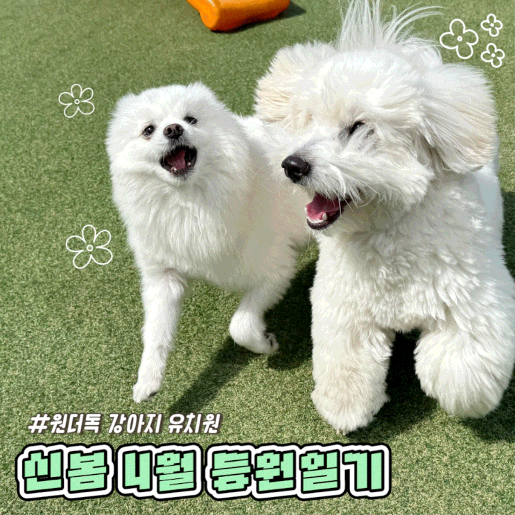  동탄 오산 강아지 유치원 4월의 신봄 미용실과 식목일 이벤트