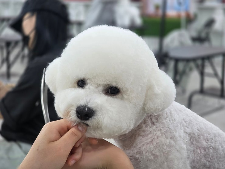  안산강아지미용학원, 비용부터 자격증까지 한눈에 정리