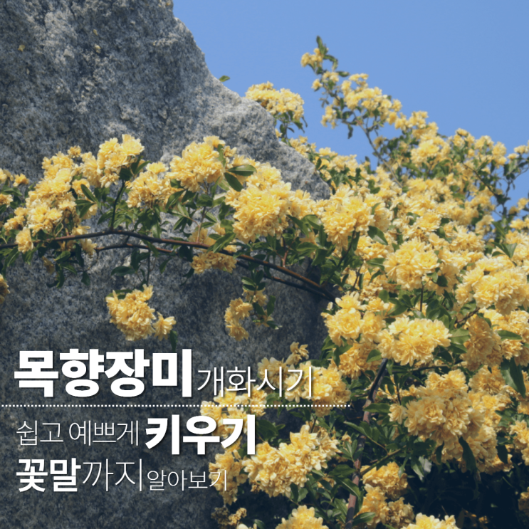  목향장미 개화시기 키우기 꽃말 삽목