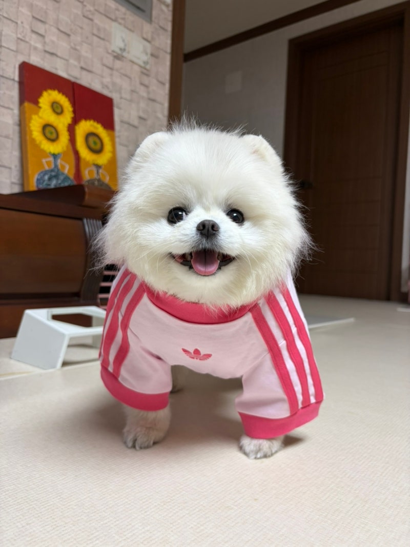 [아디다스 오리지널스 펫컬렉션 사이즈]아디다스 강아지옷,오리지널스 펫 캘리 티셔츠 핑크 ....