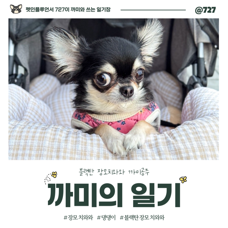 장모치와와 까미의 일기개모차 탑승한 우리집 <b>꼬마선장</b> 까미