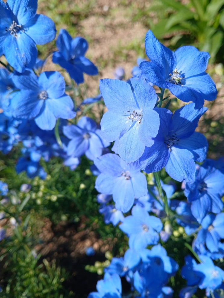  푸른 파란색 꽃 델피니움(제비고깔, Blue Delphinium)