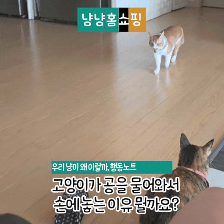  고양이가 공을 물어와서 손에 놓는 이유 행동으로 보는 개냥이 특징