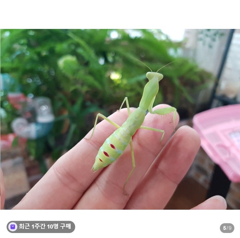 하이밀 사마귀키우기 후기, 벌레 싫어하던 부모도 적응하게 된 관찰 세트