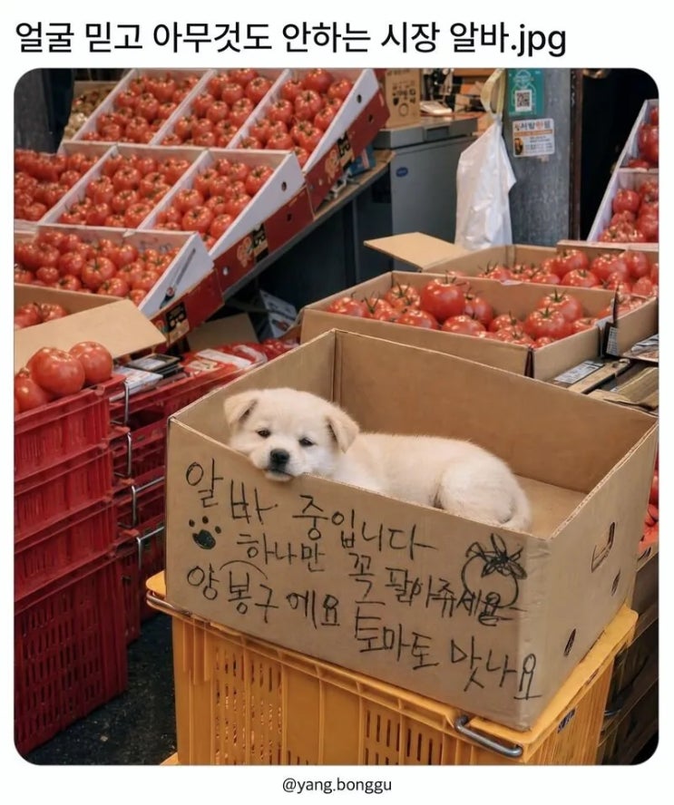  얼굴 믿고 아무것도 안하는 시장 알바.jpg